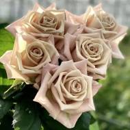 Троянда чайно-гібридна Мента в контейнері